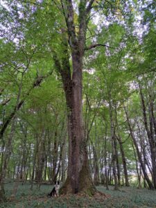 retraite en immersion constellations familiales elisabeth weisz